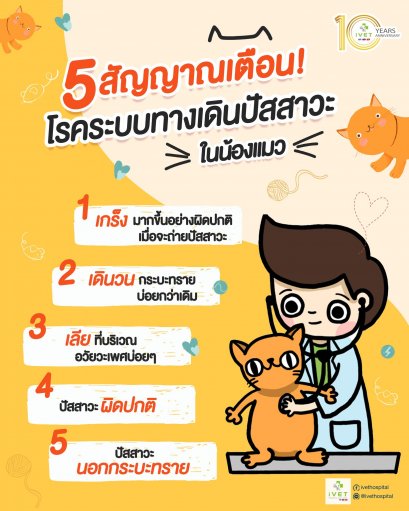 สัญญาณเตือนของโรคระบบทางเดินปัสสาวะในน้องแมว